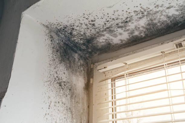 Affordable Mold Remediation solutions in Burkittsville, MD